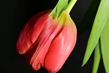 Güzel, parlak lale çiçeği, kapat