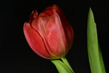 Güzel, parlak lale çiçeği, kapat