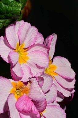 güzel parlak Çiçekler, yakın