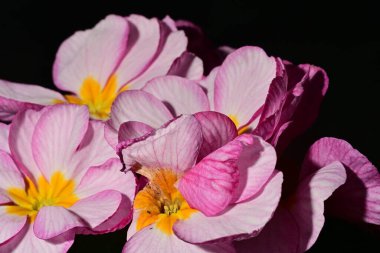 güzel parlak Çiçekler, yakın