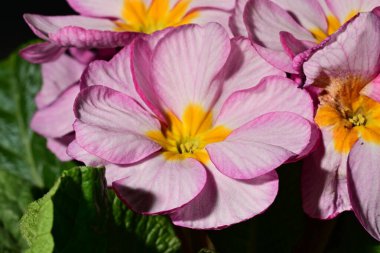 güzel parlak Çiçekler, yakın