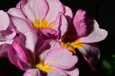 güzel parlak Çiçekler, yakın