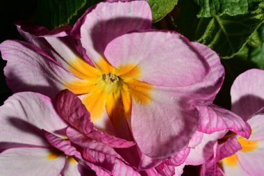 Güzel parlak pembe çiçekler, kapatın.