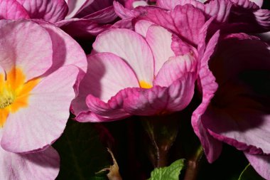 Güzel parlak pembe çiçekler, kapatın.