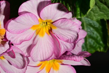 Güzel parlak pembe çiçekler, kapatın.