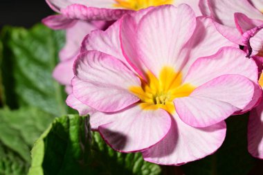 Güzel parlak pembe çiçekler, kapatın.