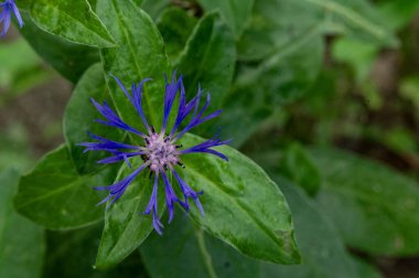 Bahçede büyüyen güzel çiçekler