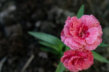 Bahçede büyüyen güzel çiçekler