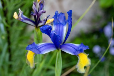 Bahçede büyüyen mavi süsen çiçekleri