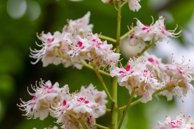 Bahçede büyüyen güzel çiçekler