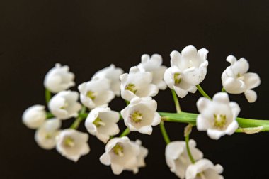 Vazoda bir demet beyaz çiçek.