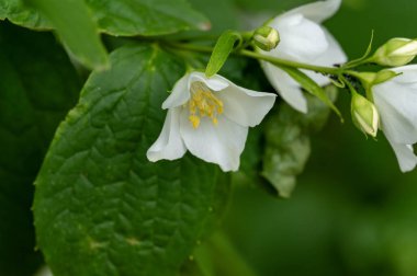 Bahçede büyüyen güzel çiçekler