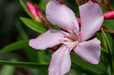 Güzel çiçek bahçede büyüyen