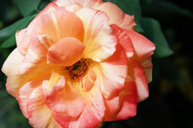 Bahçede büyüyen güzel bir gül çiçeği