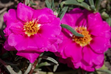 Bahçede büyüyen güzel çiçekler