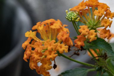 Bahçede büyüyen güzel çiçekler