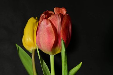 Siyah arkaplanda güzel sarı ve kırmızı lale çiçeklerini kapat.