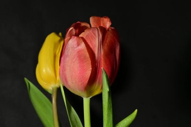 Siyah arkaplanda güzel sarı ve kırmızı lale çiçeklerini kapat.