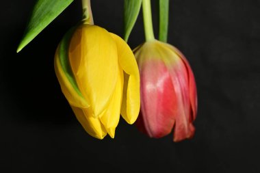Siyah arkaplanda güzel sarı ve kırmızı lale çiçeklerini kapat.