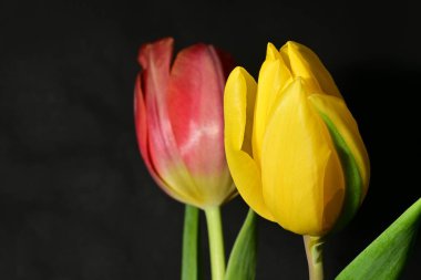 Siyah arkaplanda güzel sarı ve kırmızı lale çiçeklerini kapat.