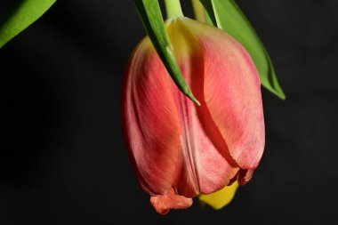 Siyah arkaplanda güzel sarı ve kırmızı lale çiçeklerini kapat.