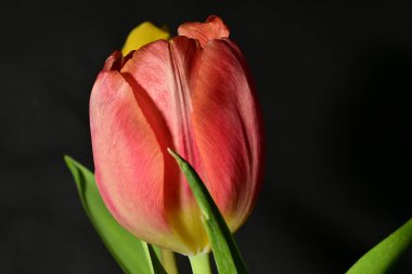 Siyah arkaplanda güzel sarı ve kırmızı lale çiçeklerini kapat.