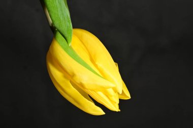 Siyah arkaplanda sarı lale çiçeğine yakın dur.