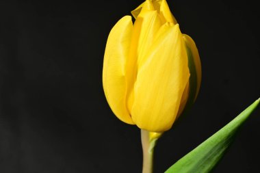 Siyah arkaplanda sarı lale çiçeğine yakın dur.