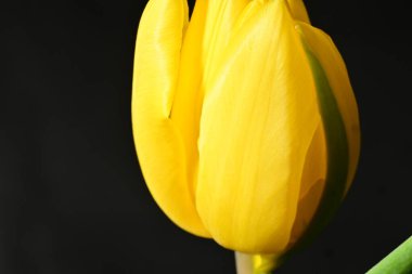 Siyah arkaplanda sarı lale çiçeğine yakın dur.