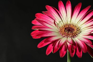 Siyah arka plandaki güzel pembe çiçeğe yaklaş.