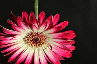 Siyah arka plandaki güzel pembe çiçeğe yaklaş.