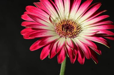 Siyah arka plandaki güzel pembe çiçeğe yaklaş.