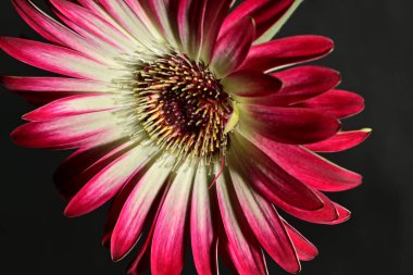 Siyah arka plandaki güzel pembe çiçeğe yaklaş.