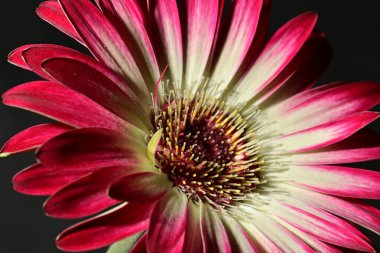 Siyah arka plandaki güzel pembe çiçeğe yaklaş.