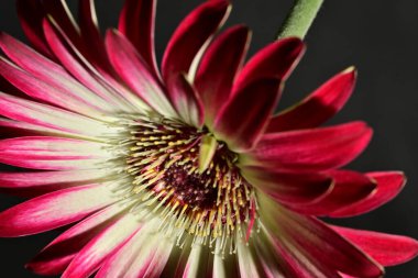 Siyah arka plandaki güzel pembe çiçeğe yaklaş.