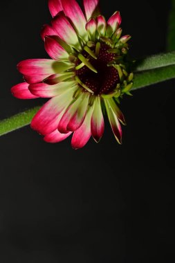 Siyah arka plandaki güzel pembe çiçeğe yaklaş.