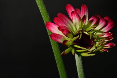 Siyah arka plandaki güzel pembe çiçekleri kapat.