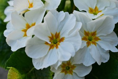 Bahçede büyüyen güzel çiçekler