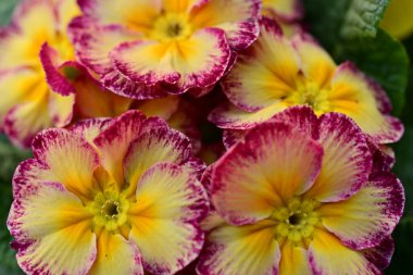 Bahçede büyüyen güzel çiçekler