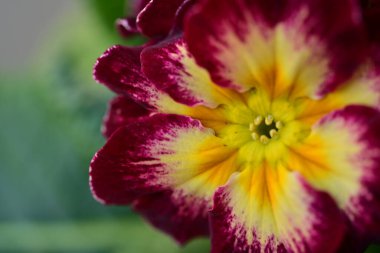 Güzel çiçek bahçede büyüyen