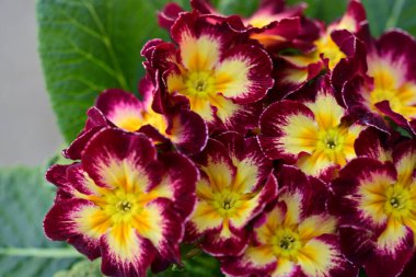 Bahçede büyüyen güzel çiçekler