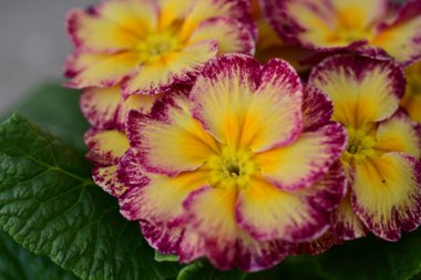 Bahçede büyüyen güzel çiçekler