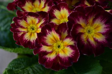 Bahçede büyüyen güzel çiçekler