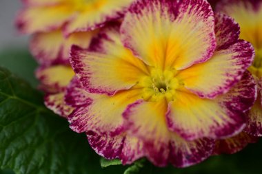 Bahçede büyüyen güzel çiçekler