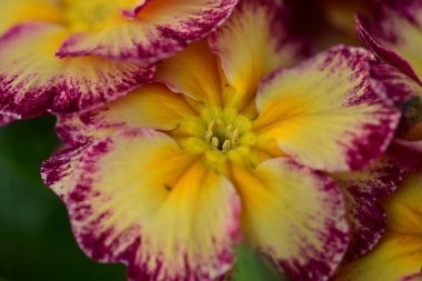 Bahçede büyüyen güzel çiçekler