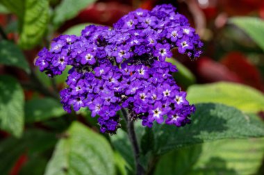 Bahçede büyüyen güzel çiçekler