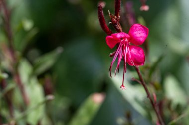 Güzel çiçek bahçede büyüyen