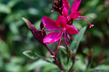 Bahçede büyüyen güzel çiçekler