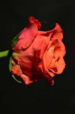  Siyah arkaplanda kırmızı gül