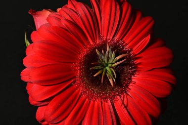 Güzel parlak Gerbera çiçeği, kapat